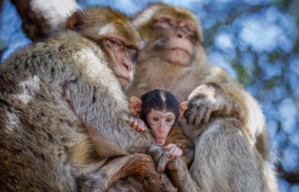 monkeys