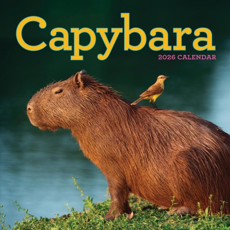 Capybara Wall Calendar 2026